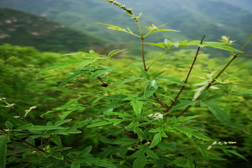 首页-BB贝博艾弗森公司官网